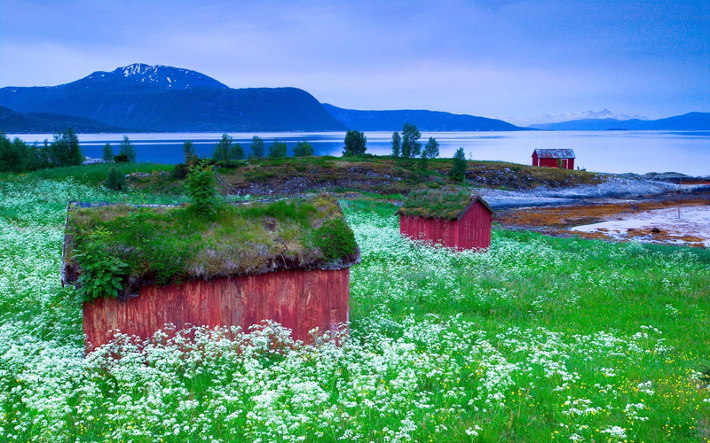 nordic landscapes, mountains, cabin, 1080P, flowers, landscape