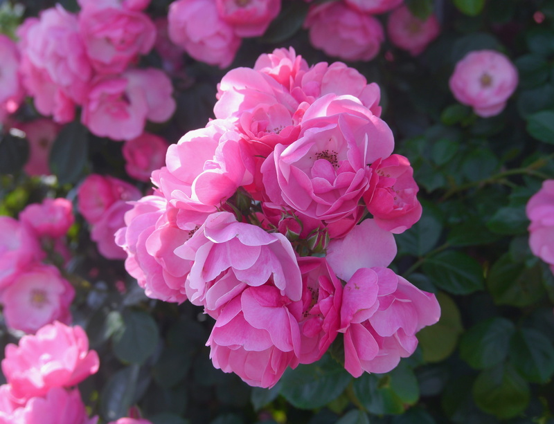 cute, no people, pink Color, lilac, red, peony, flower Head, freshness, day, red purple, close-up, beauty In Nature, garden, pink, green, yokosuka, yokosuka-shi