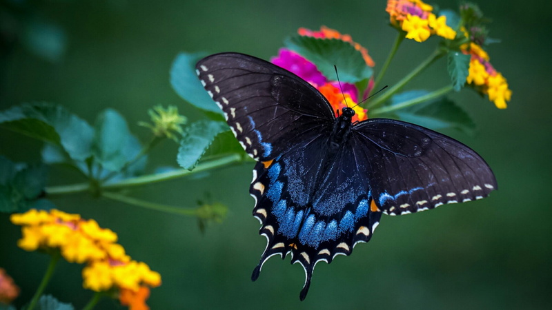 1080P, monarch butterfly, photograph, butterfly, macro, wildlife, macro photography, animals