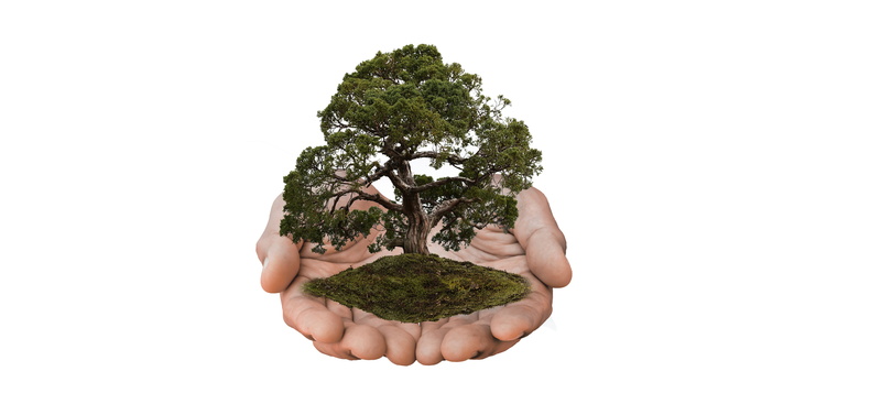 cut out, copy space, bonsai, obtain, indoors, plant, hands, human body part, green color, palms, present, responsibility, bokeh, human, environmental conservation