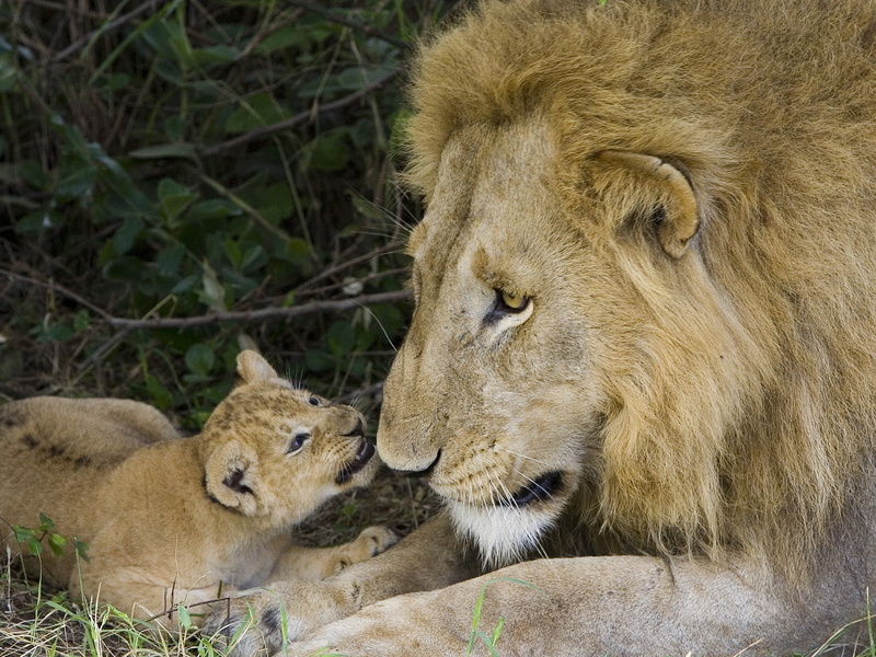 family, 720P, animal, lion, wildlife, father, love, baby, hd, animals