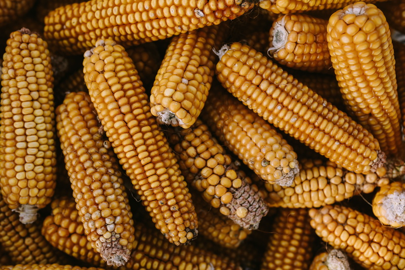 ripe, day, full frame, food and drink, outdoors, sweetcorn, corncob, maize, stack, husk, vegetarian Food, backgrounds, freshness, food, farm, organic, cereal