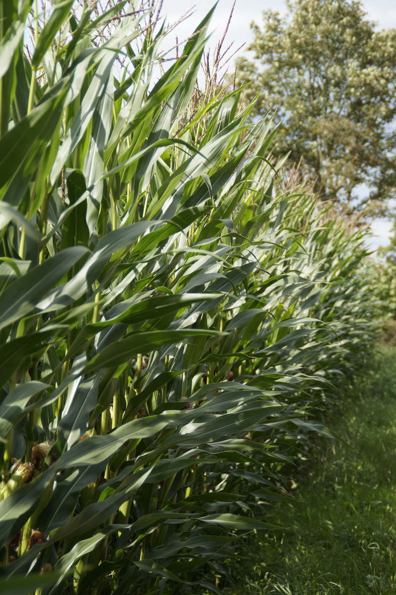 autumn, agriculture, field, late summer, beauty in nature, cultivation, Corn, corn plant, no people, cereals, growth, outdoors, land, public record, culture of maize