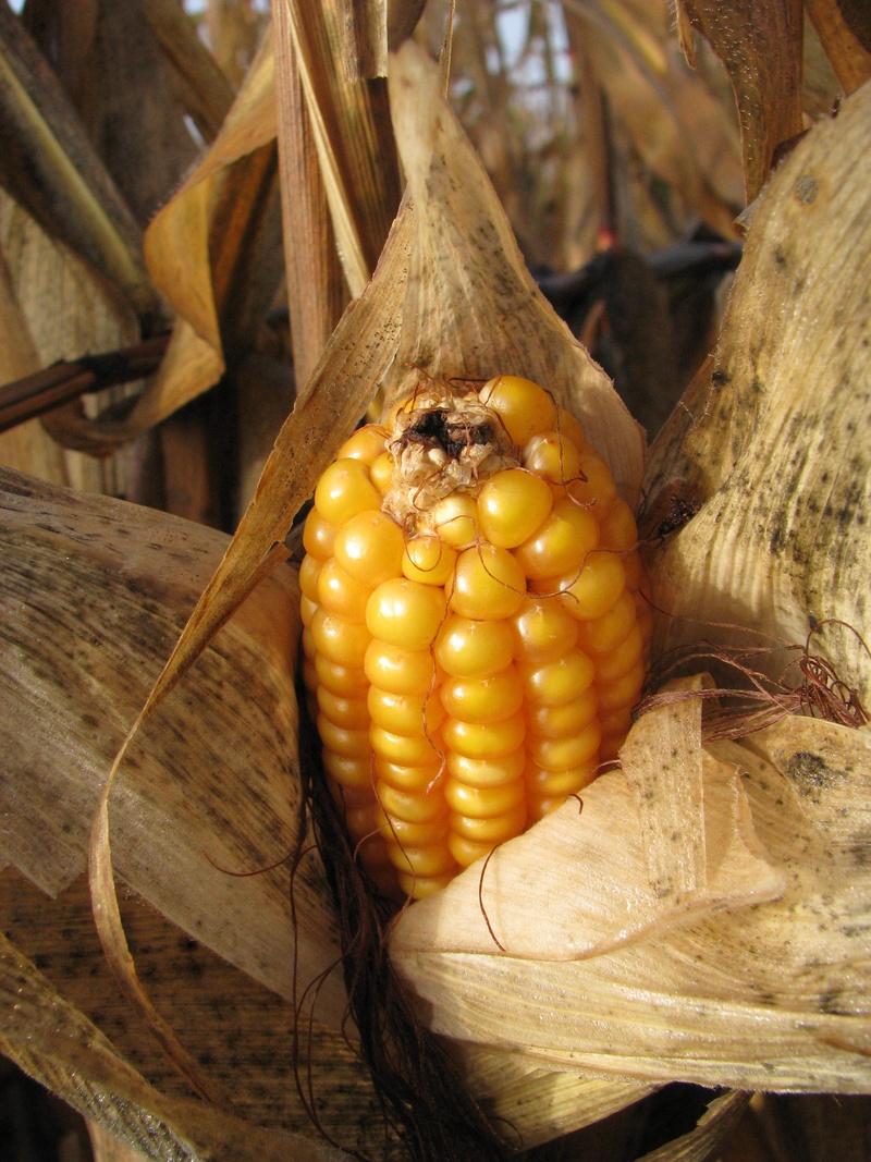 focus on foreground, close-up, day, corn kernels, nature, fodder maize, close, plant, 2K, corn - crop, healthy eating, food and drink, outdoors, freshness