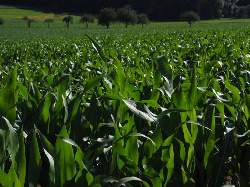 cereals, nature, land, rural Scene, cereal plant, sky, pet food, corn, field, cornfield, 4K, fodder maize, green color, corn cultivation, environment