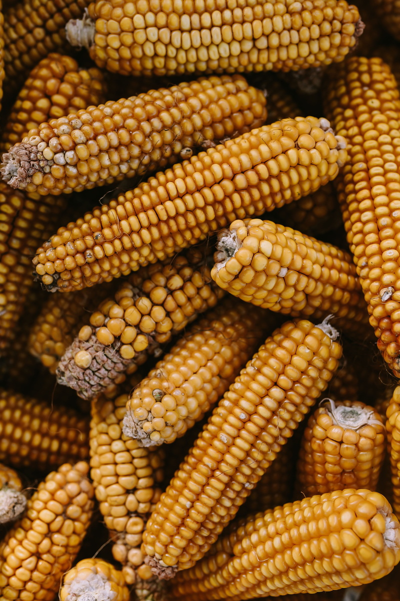 husk, corn - Crop, sweetcorn, yellow, farm, Corncobs, corn on the cob, nature, crop, vegetable, freshness, 5K, pattern, day, no people, corncob, large group of objects