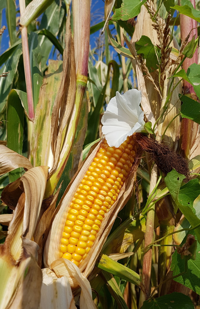 day, wellbeing, 2K, bindweed, food, healthy eating, no people, crop, corn, growth, cereal plant, freshness, outdoors, blossom, corn on the cob, sweetcorn