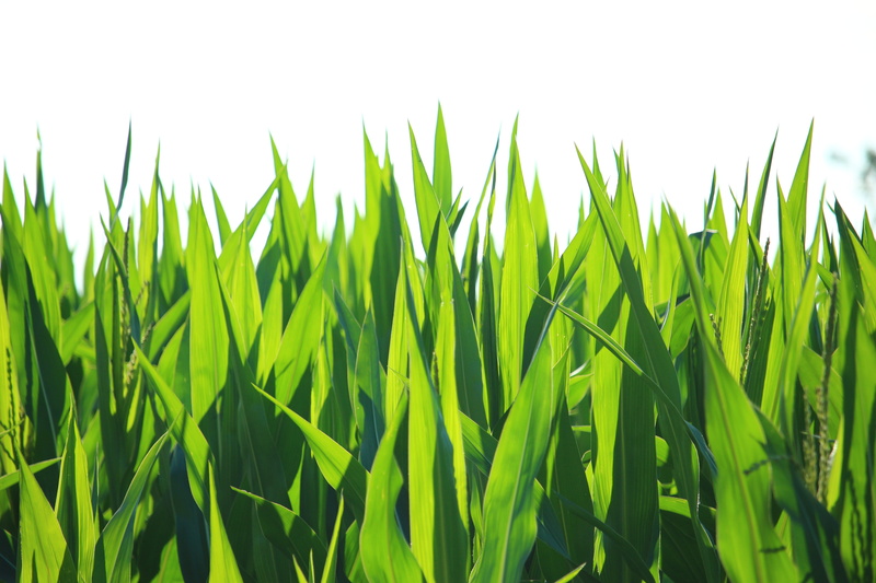 green color, field, leaf, blade of grass, no people, freshness, farm, 5K, cornfield, cereal plant, sky, nature, growth, agriculture, fodder maize, outdoors