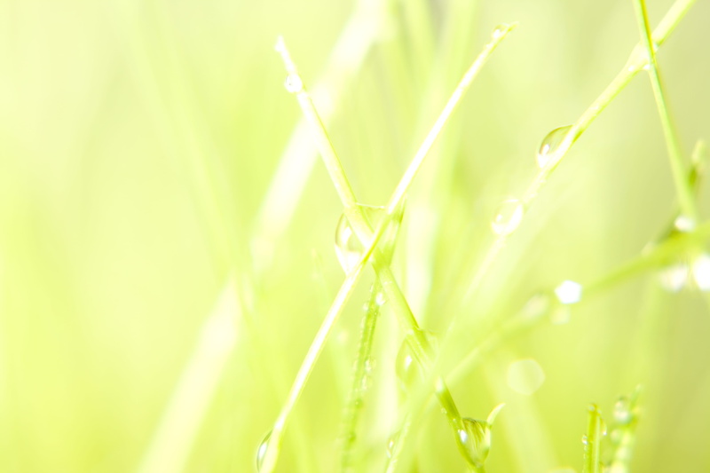 beauty in nature, summer, vibrant color, tortuous, bright, care, raindrop, grass, clear, selective focus, outdoors, close-up, blade, rain, domestic, springtime