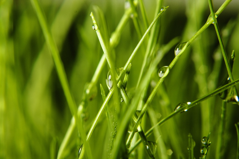 growth, up, drop, blade of grass, fly, plant, sprinkling, weather, fresh, sward, field, eco, beauty in nature, summer, blade, land, rain, driblet, domestic