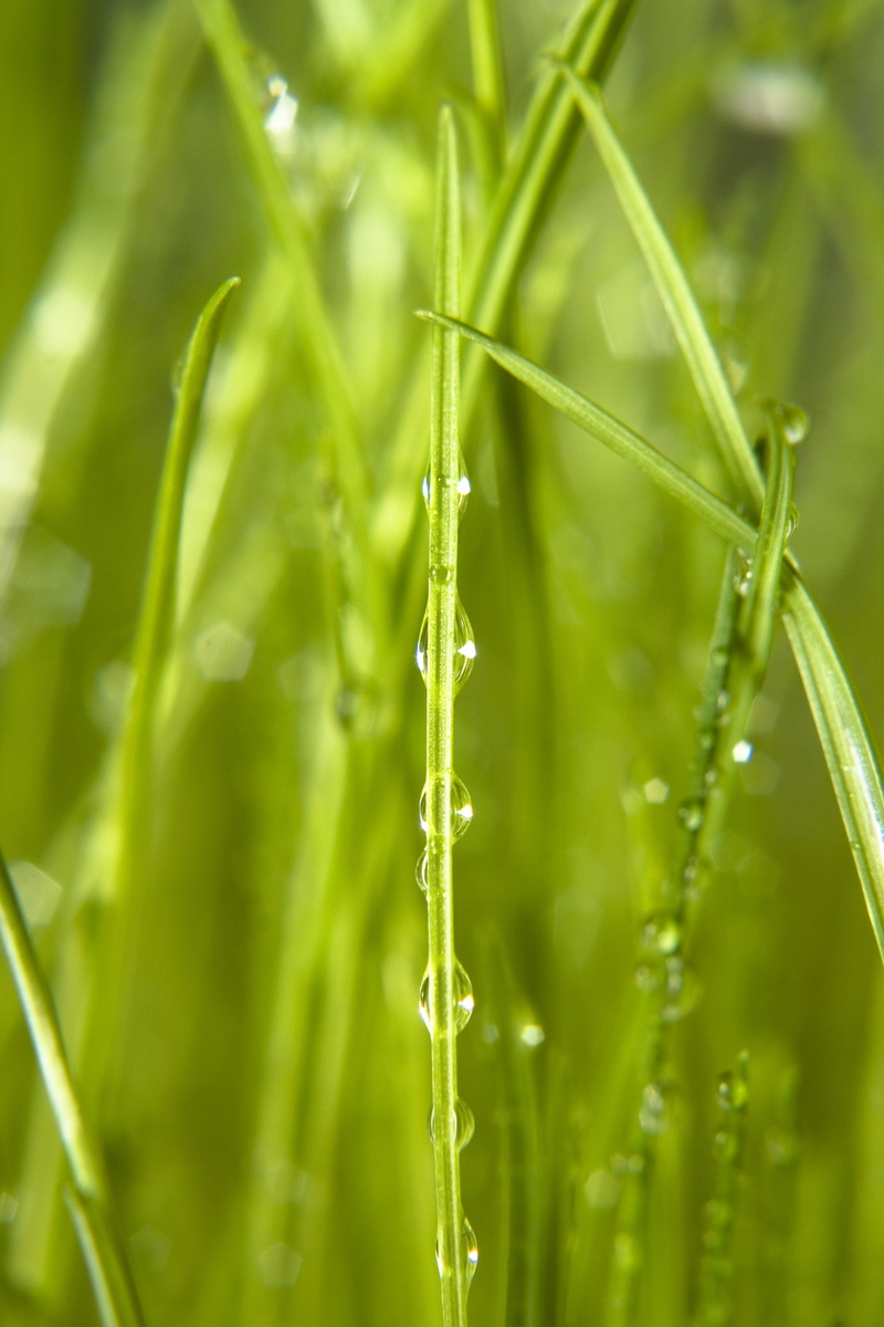 summer, textured, health, environmental, herb, plant, meadow, no people, outdoors, rain, 4K, up, care, growth, day, field, fresh, grass, leaf, freshness