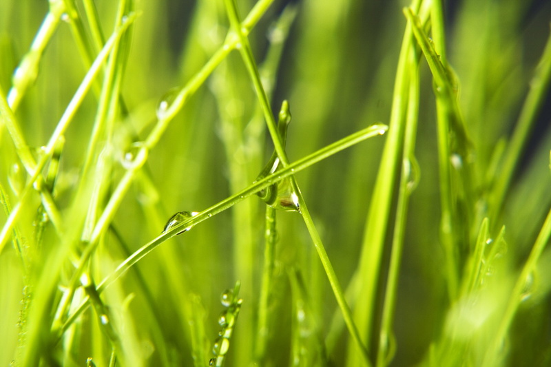 condensation, lush foliage, raindrop, close-up, eco, water, dew, spring, nature, macro, rain, driblet, green color, green, leaf, abstract, up, care, meadow