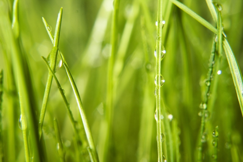 care, no people, environmental, background, grass, up, wet, green, domestic, growth, summer, macro, sprinkling, nature, bubble, rain, beauty in nature