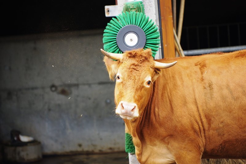 livestock, cow, looking at camera, animal head, portrait, day, pets, care, cattle, animal, fur care, no people, bio, scrub, farm, bless you, standing, head