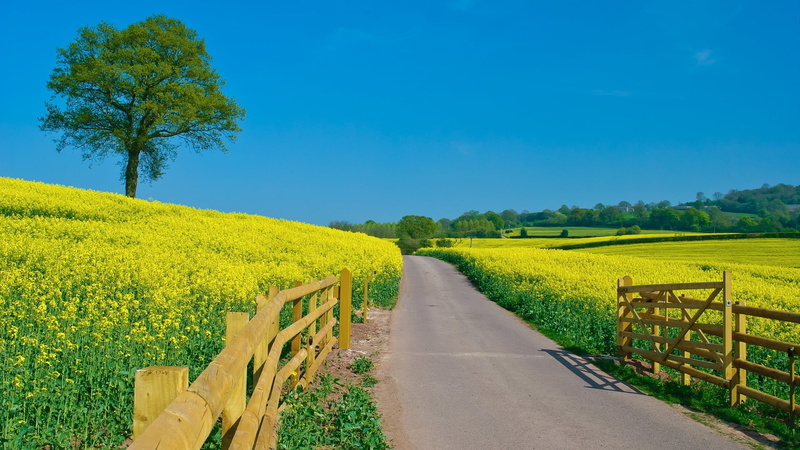 plant, sky, landscaped, agriculture, tree, meadow, canola, farm, tranquil scene, sunflower, yellow, field, protection, barrier, environment, open spaces