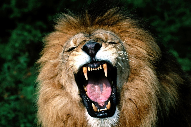 lion, carnivore, male Animal, mammal, animals In The Wild, animals Hunting, animal tongue, 1080P, teeth, undomesticated Cat, large, mouth open, animals And Pets