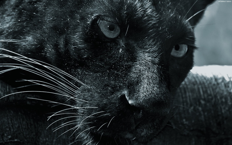 canine, face, portrait, animal Nose, animal, feline, domestic, looking, snout, 1080P, staring, domestic Cat, outdoors, dog, day, wildlife, no people, black Color