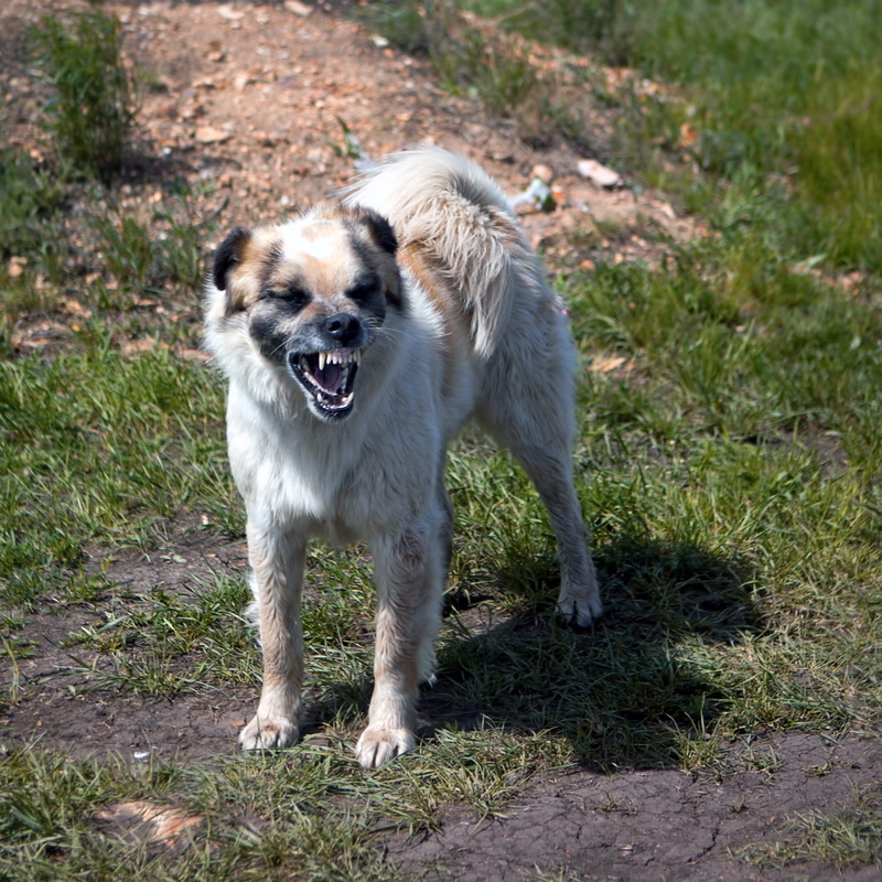angry, expression, park, male, face, mouth, alert, pet, plant, warning, field, ears, anger, fur, no people, domestic, protection, one animal, vertebrate