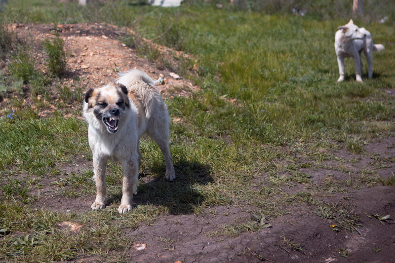 mouth open, canine, park, mouth, outdoors, ears, nose, one, day, face, standing, mammal, running, dog, brown, alert, pet, fur, plant, aggressive, warning