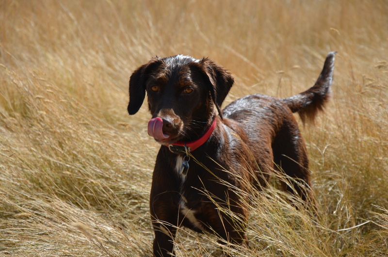 animal, no people, bird dog, canine, one animal, sticking out tongue, dog, shorthair, obedient, nature, grass, plant, wrinkle, breed, doggie, companion