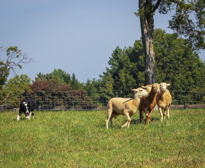 breed, sheep, purebred, mongrel, plant, companion, domestic animals, outdoor, black, border collie, green color, field, livestock, intelligent, group of animals