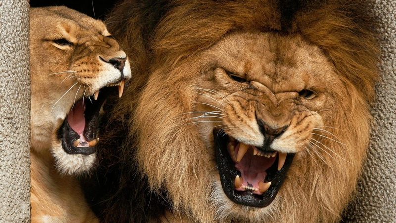 no People, animals Hunting, couple, animals And Pets, male Animal, big Cat, mammal, animal themes, two animals, wildlife, animal Head, animal body part