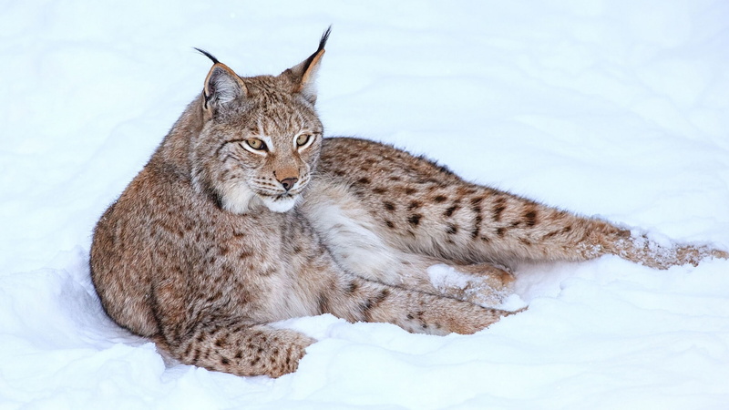 1080P, Winter, black, brown, Snow, Lynx, bobcat