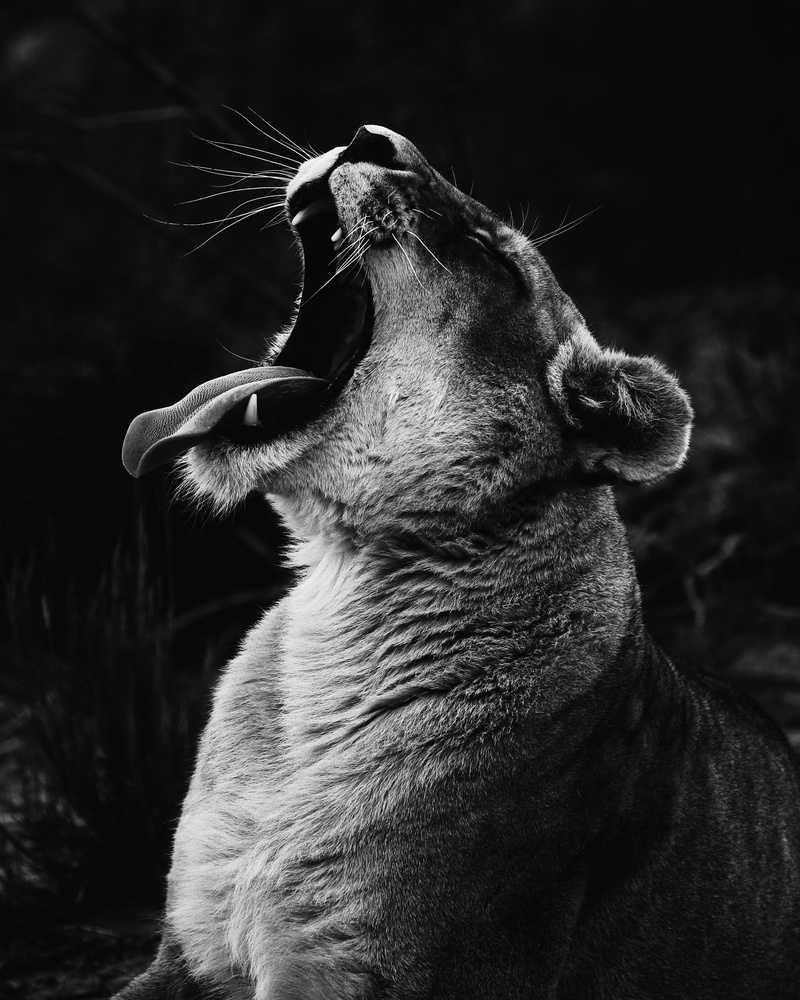 carnivore, teeth, lion - Feline, bw, brown, animal mouth, animal body part, feline, emotion, safari Animals, animal, cheetah, sleeping, lioness, facial expression