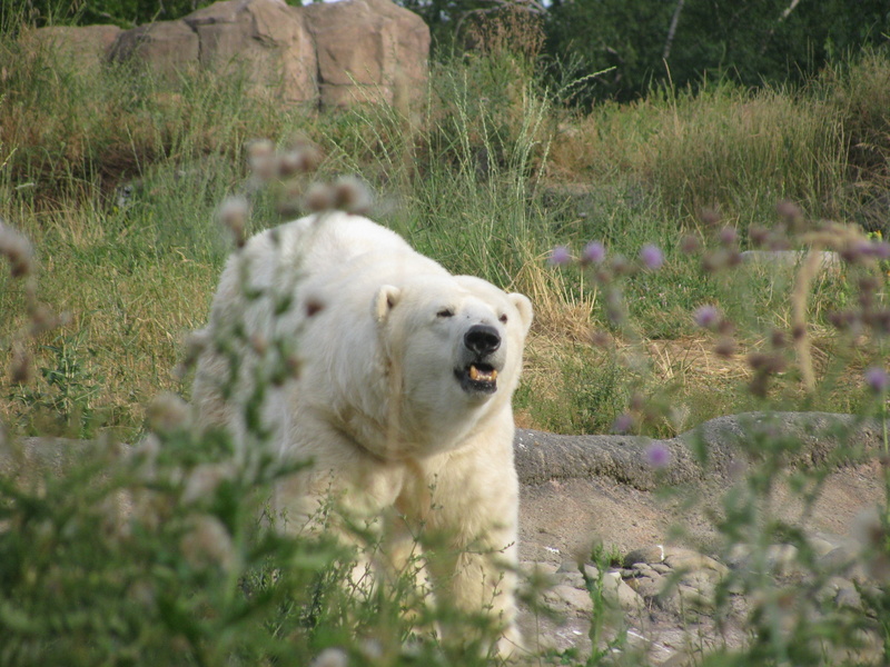 aggressive, polar bear, day, plant, selective focus, dog, attacking, outdoors, furious, mammal, anger, beast, vertebrate, nature, roar, no people, jaw