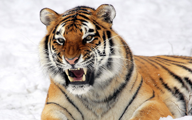 orange, 2K, tiger, wild, predator