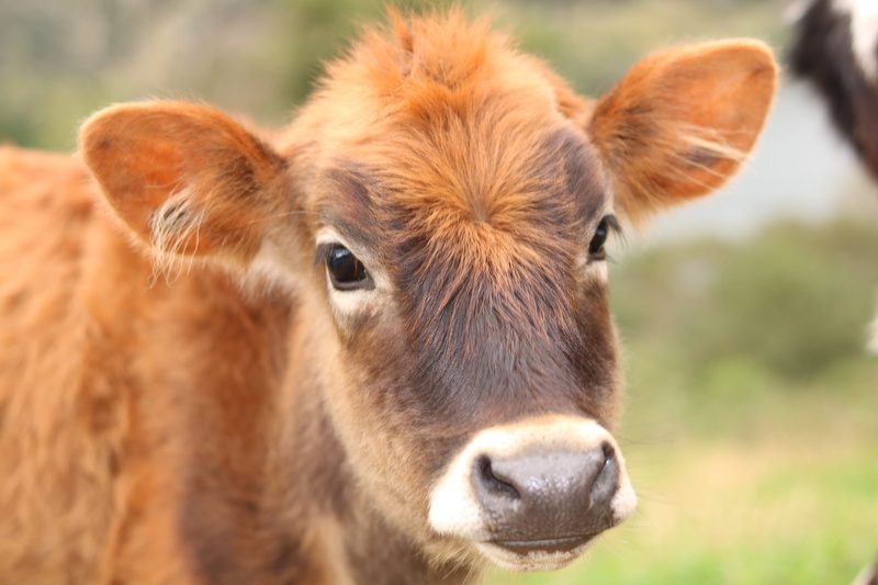 focus on foreground, animal head, animal eye, animal ear, animal body part, livestock, close-up, rural, vertebrate, portrait, outdoors, pets, mammal, cattle