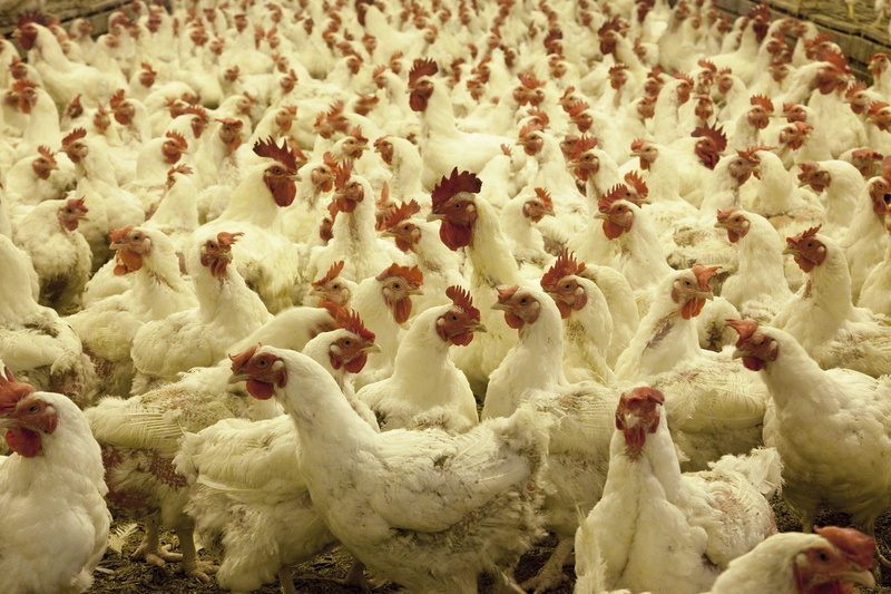 domestic animals, chickens, animal themes, chicken, food, birds, indoors, food and drink, brood, livestock, poultry farm, bantam, nature, 1080P, white