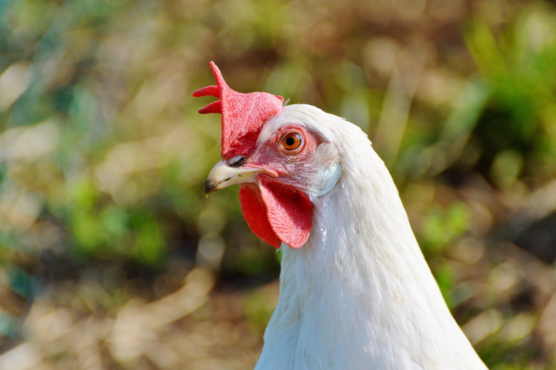 hen, range, focus on foreground, white color, close-up, animal, farm, mammal, chicken, animal themes, animal head, livestock, chickens, domestic animals