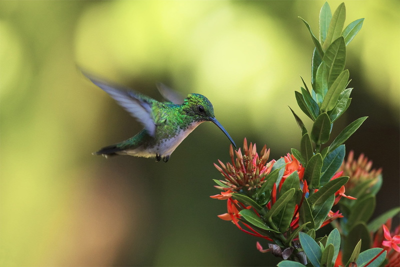no people, animal, flower head, outdoors, focus on foreground, humming, bird, animal themes, beauty in nature, gray, flying, animals in the wild, close-up