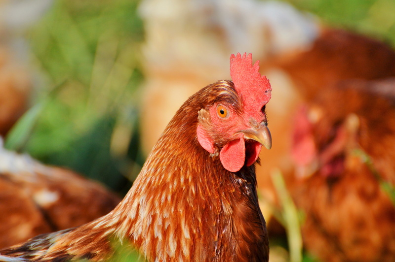 rooster, animal head, chickens, domestic animals, hen, poultry, animal, range, agriculture, close-up, focus on foreground, 5K, one animal, male animal