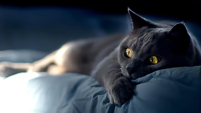 bed, animal head, lying down, haired, furniture, domestic, animal themes, looking at camera, yellow eyes, mammal, one animal, animal body part, gray, close-up