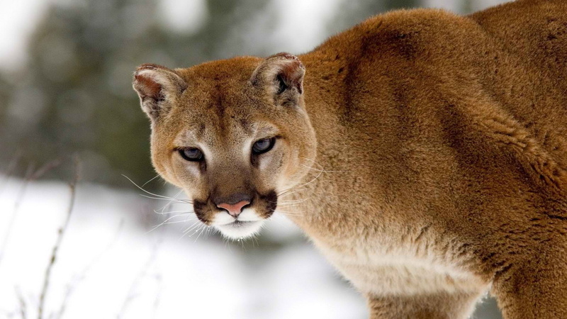 mountain, lion, animals, hd, 1080P, cougar