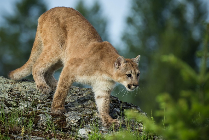 lion, mountain, cool, wild, brown, 1080P, cats, puma, cougar, cat