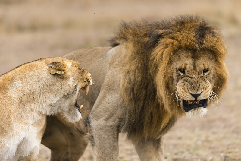 angry, 1080P, Nature, game, lions
