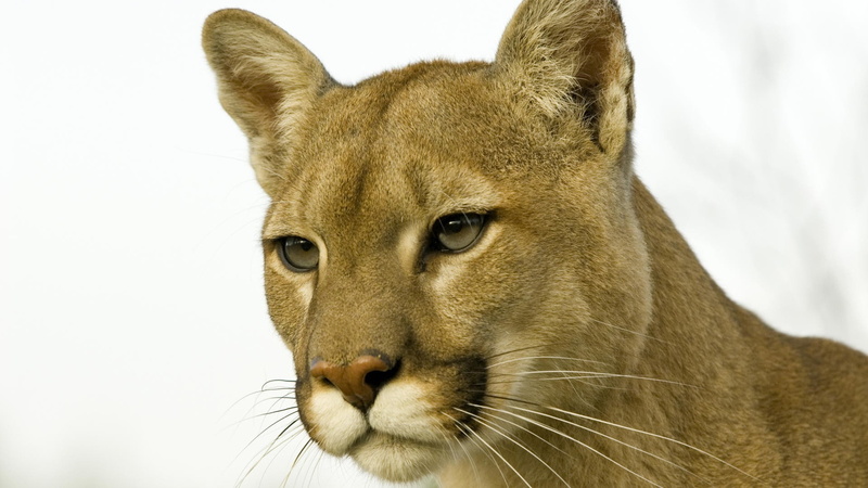 animals, lion, 1080P, mountain, brown, hd, cougar