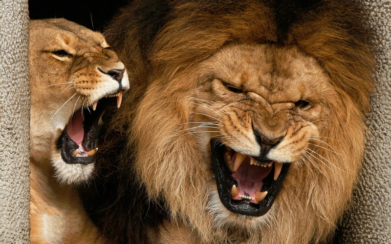 lion, angry, lions, 1080P