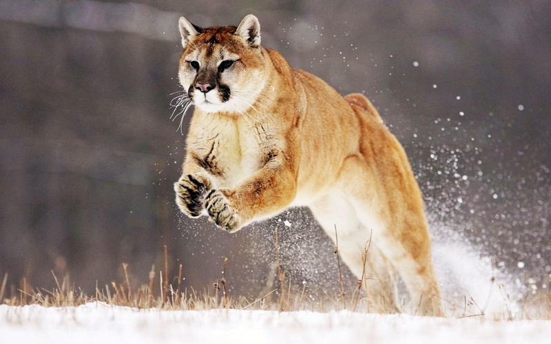 mountain, 1080P, animals and birds, lion