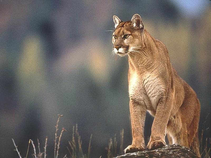 mountain lion, looking, king, lion, mountain, 720P, looking down, power