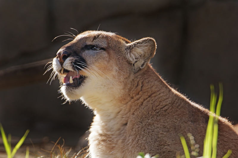 1080P, lion, puma, mountain lion, lioness, predator, wild cat, mountain, cougar