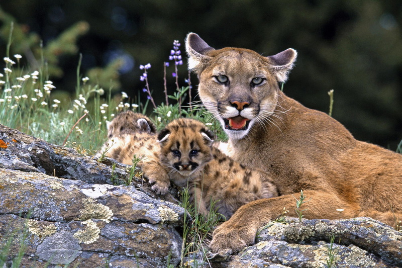 animals, mountain lion, kittens, lion, mountain, mother, 1080P, cubs