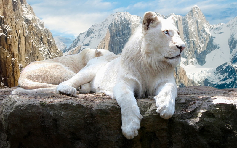 pets, albino, 1080P, landscape, mammal, wildlife, snowcapped mountain, rock - Object, outdoors, cold temperature, one animal, dog, mountain Peak, rock