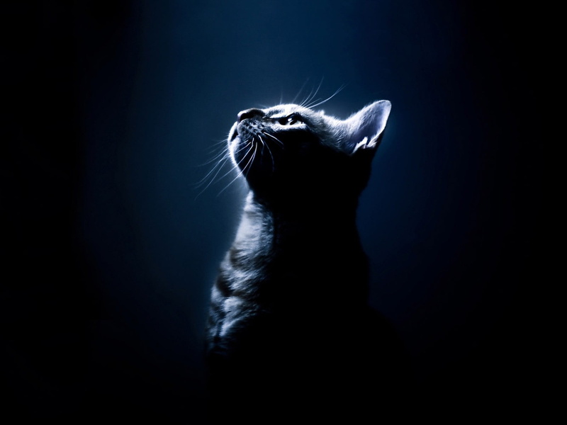 domestic, mammal, animal, looking up, animal head, animal body part, mouth open, animals in the wild, 1080P, indoors, animal themes, dark background, studio shot