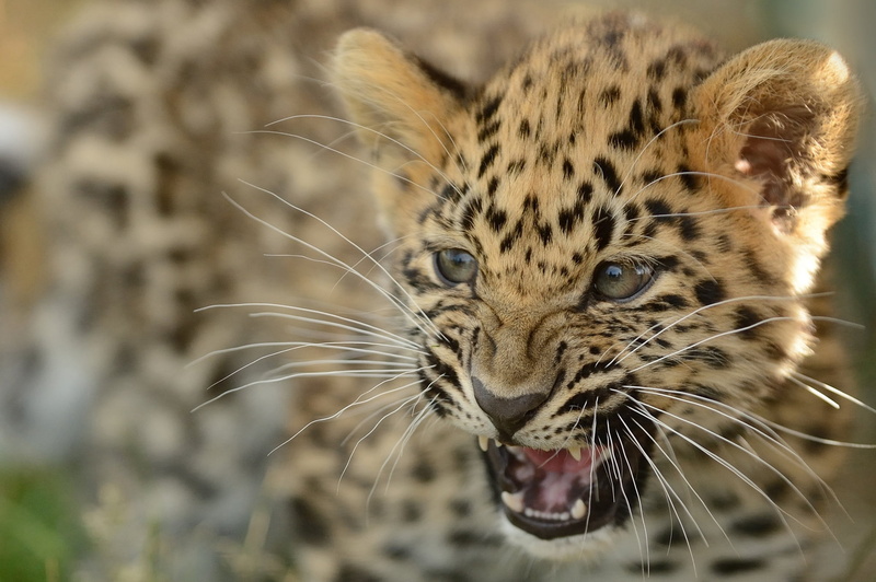 animal body part, big Cat, safari Animals, wildlife, amur leopard, mammal, vertebrate, animal themes, spotted, carnivora, majestic, danger, teeth, leopard