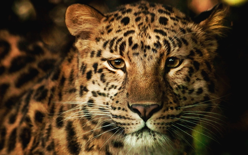 endangered Species, nose, feline, looking, wildlife, animals Hunting, safari, undomesticated Cat, 1080P, animal body part, cheetah, animal, one animal