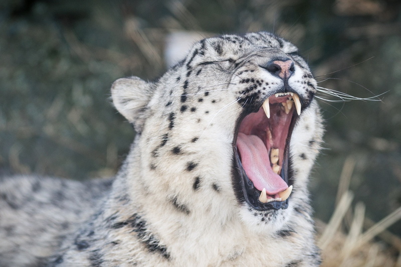 teeth, yawning, snow leopards, leopard (animal), 1080P, animals